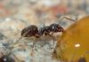 Lasius sp.